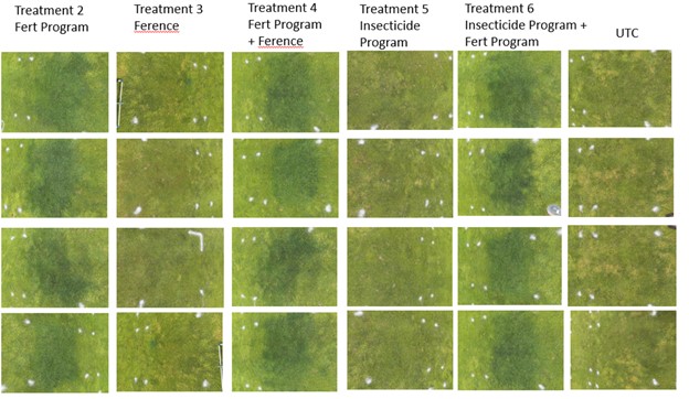 Effect of Harrell's fertility and insecticide program on turfgrass quality in an ABW-infested creeping bentgrass-Poa annua fairway.